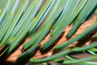 Picea asperata - smrk drsný, štětinatý - jehlice